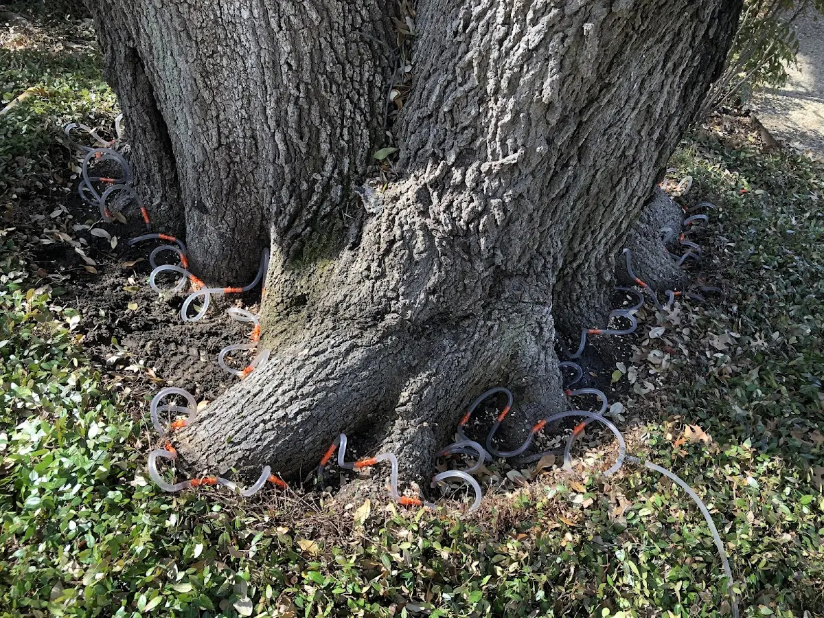 Detailed Tree Cabling and Bracing job site in Sandy