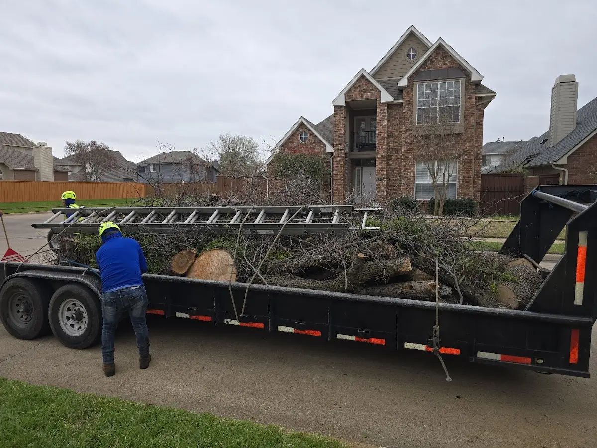 Expert Tree Removal with proper safety equipment in Sandy